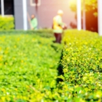 gardener-concept-gardener-is-cutting-bushes-garden-front-is-beautiful-bush-with-garden-background_43780-1068